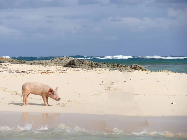 Plage Sable Blanc Aux Exuma Cays Avec Cochon Debout Sur — Photo