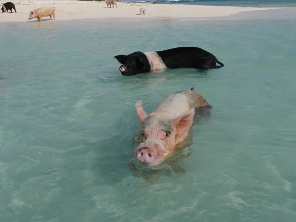 Les Cochons Natation Sont Parmi Les Principales Attractions Des Bahamas — Photo