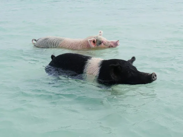 Dos Los Cerdos Nadadores Exuma Cays Bahamas — Foto de Stock