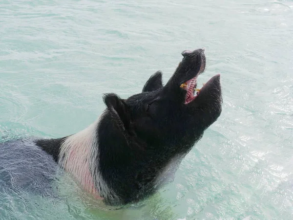 Seekor Babi Berenang Pemandangan Samping Exuma Cays Bahama — Stok Foto