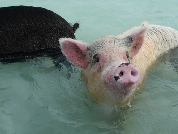 Primer Plano Cerdo Nadador Las Bahamas — Foto de Stock