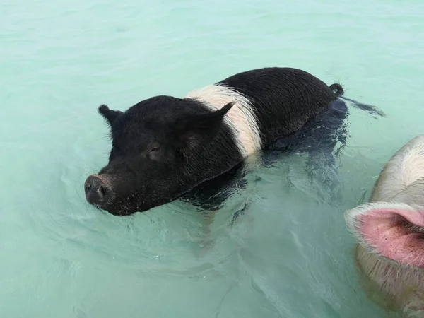 Detailní Záběr Dvou Plaveckých Prasat Exuma Cays Bahamy — Stock fotografie