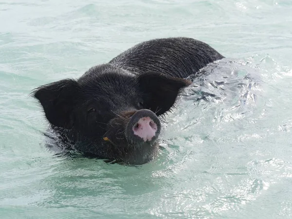 Черная Свинья Плавает Океане Плавание Свиней Является Одной Главных Достопримечательностей — стоковое фото