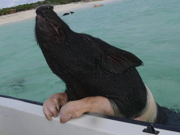 Een Zwemmende Varken Hijst Zichzelf Zijkant Van Een Boot Vraagt — Stockfoto