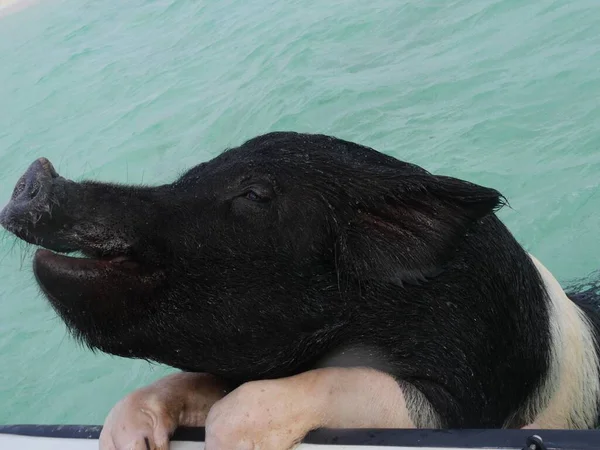 Крупным Планом Черноголовая Свинья Поднимается Борт Лодки — стоковое фото