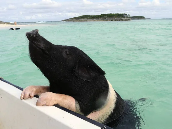 Купающаяся Свинья Поднимается Борт Лодки Багамах — стоковое фото