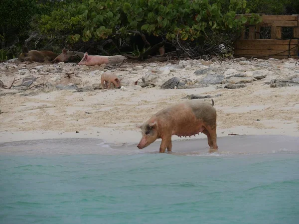 Het Varkenseiland Met Zwemmende Varkens Een Populaire Bestemming Exuma Cays — Stockfoto