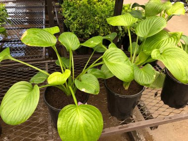 Büyük ağustos ayı saksıları, sade zambak bitkileri