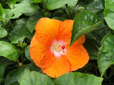 Orta boy, portakal çiçeği çiçeğinin aşağı doğru görüntüsü.