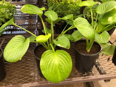 Ağustostaki ay çömleklerinin orta boy yakın çekimi. Zambak bitkileri.