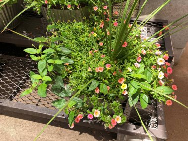 Geniş açı, renkli bir saksı ve çiçek. 