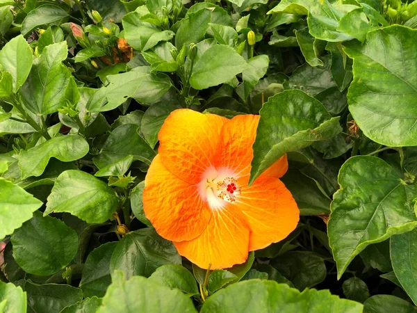 Inyección Hacia Abajo Una Flor Hibisco Naranja Flor — Foto de Stock