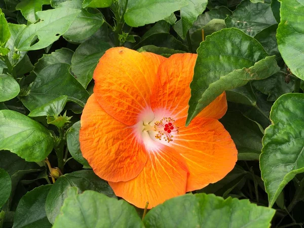 Gros Plan Moyen Plan Vers Bas Une Fleur Hibiscus Orange — Photo