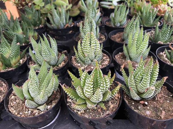 Succulents Planted Pots Garden — Stock Photo, Image