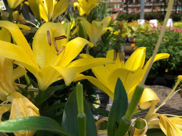 Primo Piano Gigli Gialli Asiatici Giardino — Foto Stock