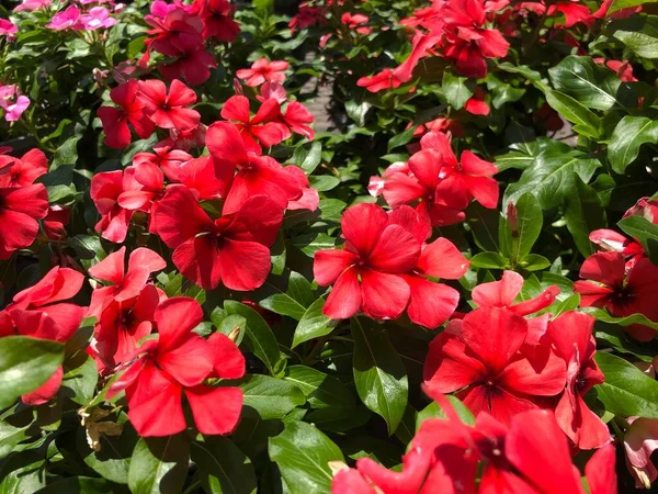 Gros Plan Fleurs Vinca Pervenche Rouge Dans Des Pots — Photo