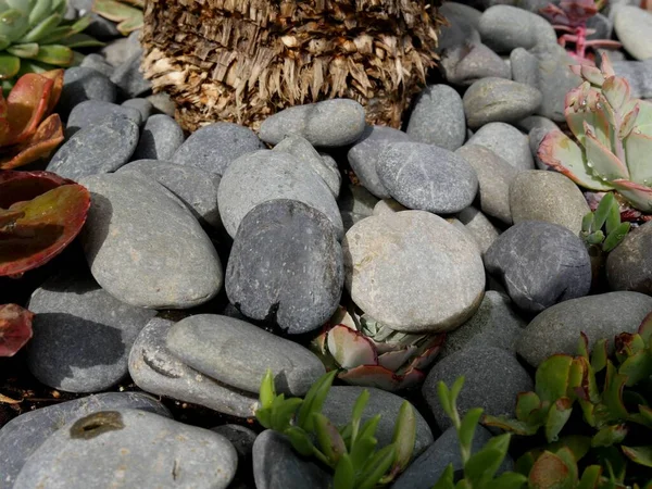 Pedras Planas Redondas Jardim Com Plantas Suculentas — Fotografia de Stock