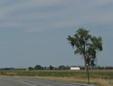 Yol boyunca küçük bir ağaç, Wyoming manzarası.  
