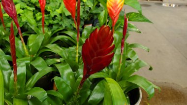 Kaplarda kırmızı bromeliad çiçekleri, kırpılmış vuruşlar 