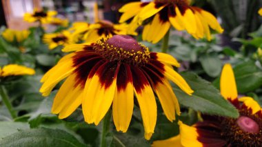 Çiçek açmış papatya papatyası Rudbeckia çiçeğine yaklaş