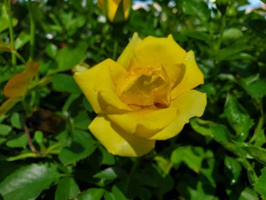 Güzel sarı gül, yakın, yağmurun çiğ damlasıyla ıslanmış