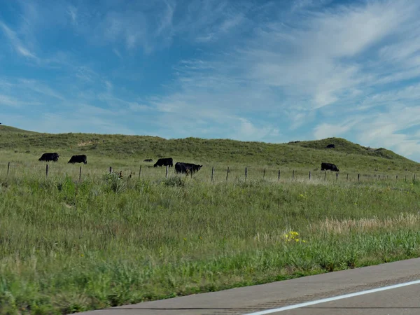 Colinas Onduladas Con Vacas Pastando Largo Carretera Nebraska — Foto de Stock
