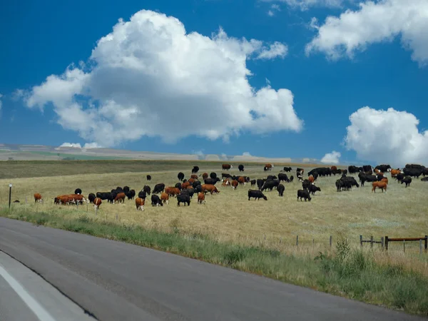 Troupeau Vaches Broutant Sur Bord Route Long Highway Dans Dakota — Photo