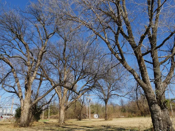 Leafless Trees Road Winter Day — Stock fotografie