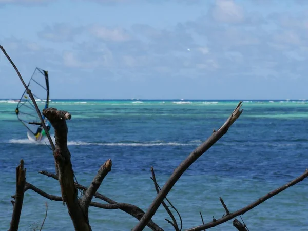 Brindilles Branches Arbre Déraciné Bord Plage — Photo