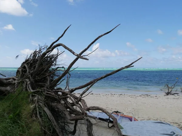 Ramitas Miembros Árbol Desarraigado Micro Beach Saipan —  Fotos de Stock