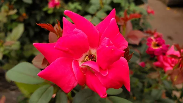 靠近一朵绽放的粉红玫瑰 顶射出 — 图库照片