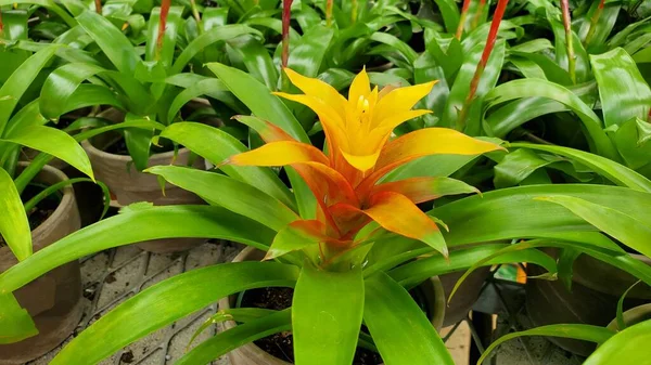 Laranja Bromélias Amarelas Plantas Vasos — Fotografia de Stock