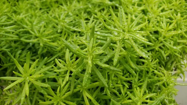 Tiro Cortado Plantas Verdes Frescas Seda Molhadas Com Orvalho — Fotografia de Stock