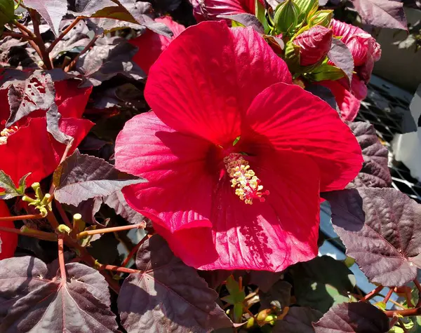 Gros Plan Une Fleur Rouge Hibiscus Gumamela — Photo