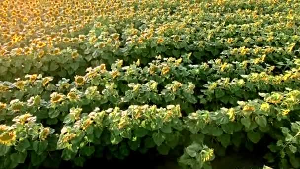 Vista aérea de un hermoso campo de girasol colorido florecido en el sol de la tarde — Vídeo de stock