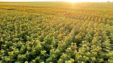 Öğleden sonra güneşin bloomed renkli ayçiçeği güzel bir alanın havadan görünümü