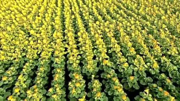 Öğleden sonra güneşin bloomed renkli ayçiçeği güzel bir alanın havadan görünümü — Stok video