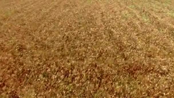 Прекрасный вид с воздуха на желтые поля пшеницы с легким ветерком, дующим сквозь — стоковое видео