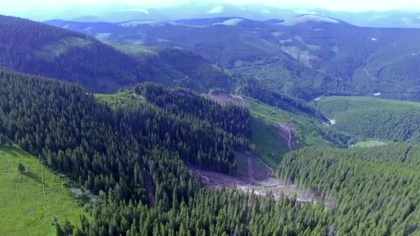 Letecký pohled na krásné zelené kopce s pokrytá trávou a borovic — Stock video