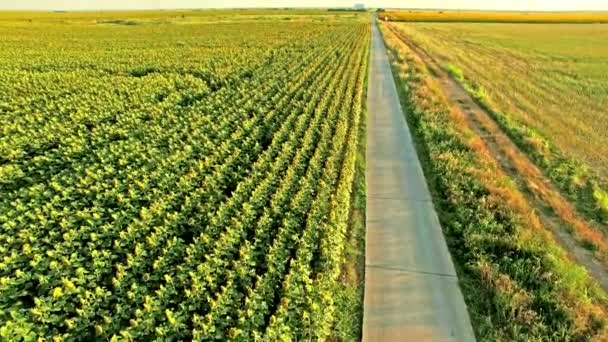 Luchtfoto van een verlaten landweg tussen prachtige velden van kleurrijke zonnebloem bloeide in de middagzon — Stockvideo