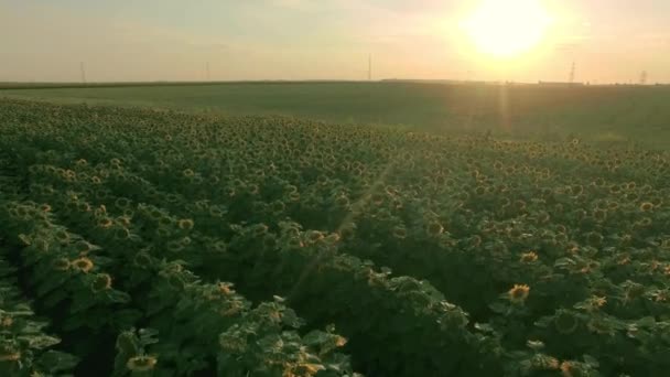 Aerial view of a deserted country road between beautiful fields of bloomed colorful sunflower in the afternoon sunAerial view of a deserted country road between beautiful fields of bloomed colorful sunflower in the afternoon sun — Stock Video