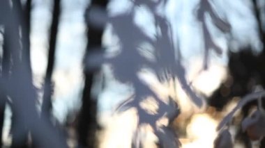 Kış orman manzarası - odak oynamak