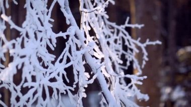 Donmuş dalları ile kar