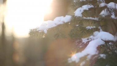 Köknar ağacı dalları contre-jour içinde