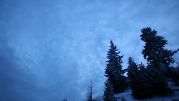 겨울 하늘 timelapse 전나무 나무 — 비디오