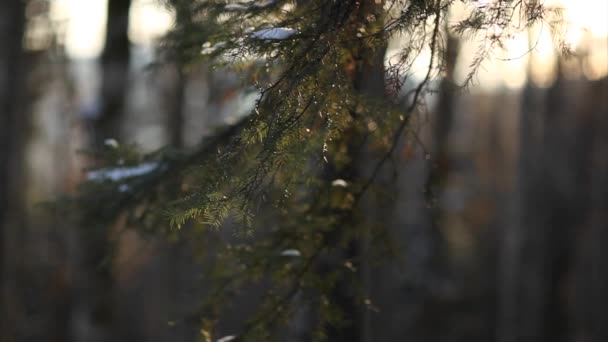 Fir branches closeup — Stock Video