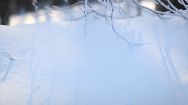 Frozen branches, panning up motion — Stock Video
