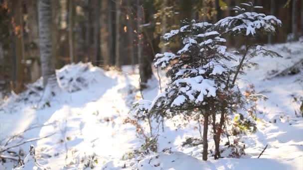 Zimní Lesní krajina - rýžování se pohybu — Stock video