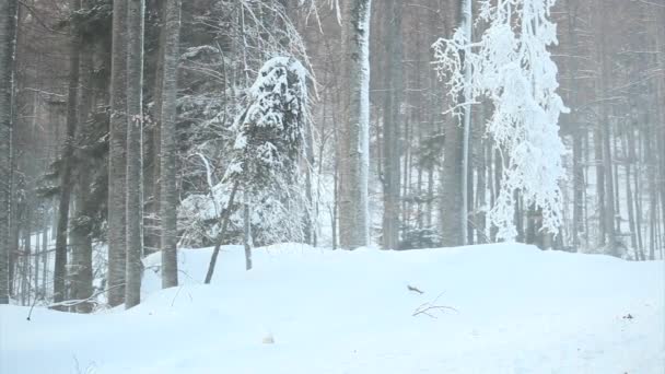 Paysage forestier hivernal - mouvement panoramique — Video