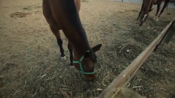 Paarden eten — Stockvideo